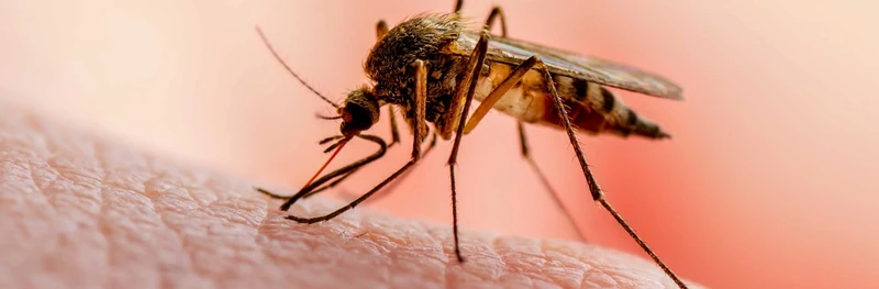 Tips inför användning av myggmedel